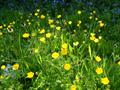 Creeping Crowfoot